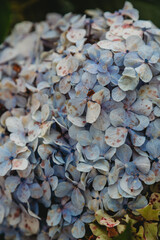 Close up of hydrangea flower