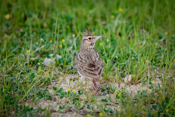 (Galerida cristata) standing on the ground through the grass