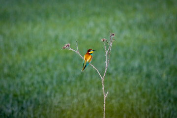 (Merops apiaster) standing on a tree branch