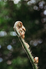 Fresh young fern plant