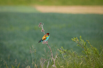 (Merops apiaster) standing on a tree branch