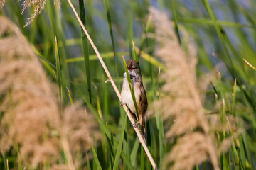 (Acrocephalus arundinaceus) standing on a reed near a lake.