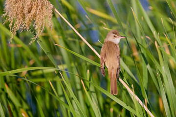 (Acrocephalus arundinaceus) standing on a reed near a lake.