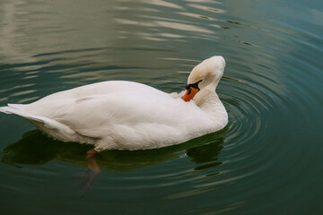 White swan in the lake