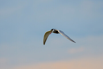 (Sterna Hirundo) in flight in the blue sky.