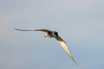 (Sterna Hirundo) in flight in the blue sky.