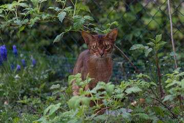 Abessinier Katze im Garten