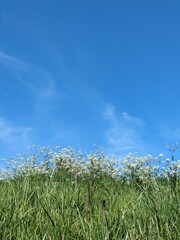 green grass and sky