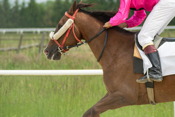 thoroughbred horse running in an equestrian race