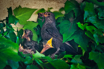 Blackbird feeding its chicks in a nest built between the leaves of a vine.