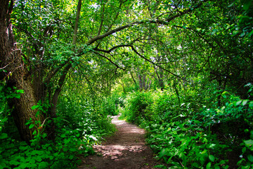 Obraz premium Narrow path in a forest in spring, in the Dehesa del Sotillo Recreational Area of Villaviciosa de Odón, Madrid (Spain).
