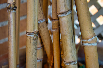 Dried bamboo sticks on a white lattice background.