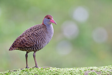 most wanted local bird in Thailand happily perching on weed floor, slaty-breasted rail