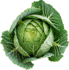Obraz premium A vibrant green cabbage with tightly packed leaves. 