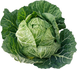 Obraz premium A vibrant green cabbage with tightly packed leaves. 