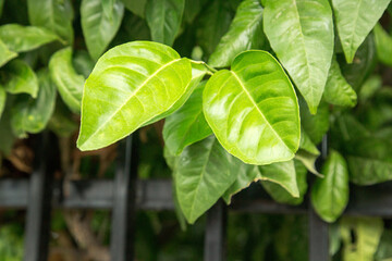 Bright green tropical leaves of a citrus tree.