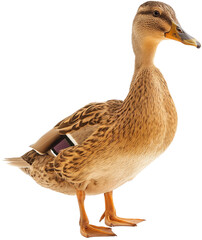 duck isolated on white