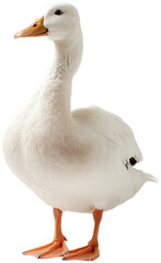 Fototapeta premium goose isolated on white background