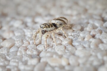 little zebra spider on the wall