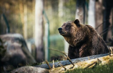 brown bear in the woods