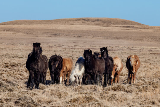horses on the pasture