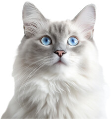 Fototapeta premium A close-up of a fluffy white and gray cat with striking blue eyes staring directly ahead. 