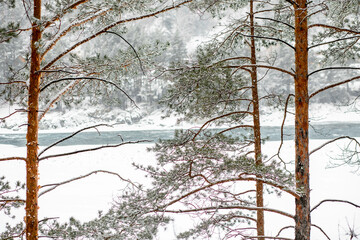 Tall pine trees stand guard over a calm, partially frozen river, portraying the resilience of...