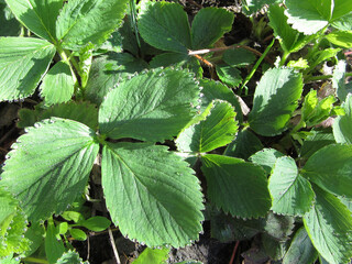 Leaves of violet flowers with dewdrops in the bright sunshine.