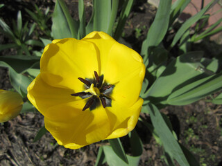 Close-up of a blooming yellow tulip bud in a flower garden.