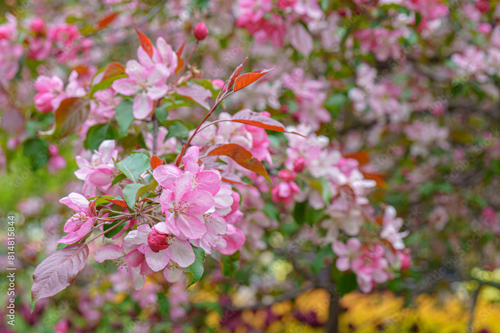 Poster Blooming apple orchard. Pink apple tree flowers.