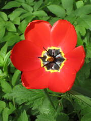 Close-up of a blooming red tulip bud against green leaves.