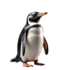 Fototapeta premium penguin isolated