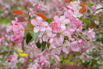 Fototapeta premium Blooming apple orchard. Pink apple tree flowers.