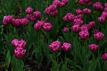 Purple beautiful tulips. Flowers on a dark background.