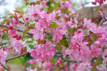 Blooming apple orchard. Pink apple tree flowers.