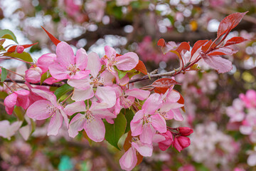 Blooming apple orchard. Pink apple tree flowers.