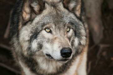 gray wolf portrait