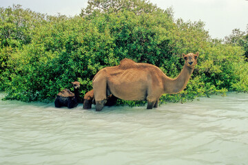 Dromedary
