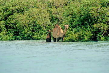 Fototapeta premium Dromedary