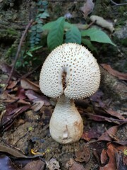 mushroom in the forest