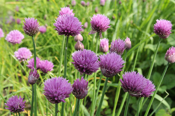 beautiful purple flowering chives closeup in a vegetable garden in springtime
