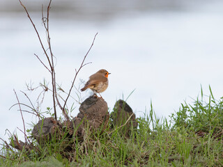 Perched beautiful robin
