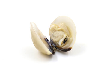 Closed up fresh baby clams, venus shell, shellfish, carpet clams, short necked clams, as raw food from the sea are the seafood ingredients. fresh clams isolated on white background.