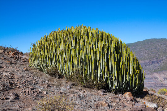 Cardon "Euphorbia canariensis" en la isla de Gran Canaria, Espa&ntilde;a