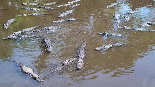 Many Alligators swim in Florida Pond
