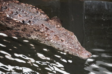 American crocodile