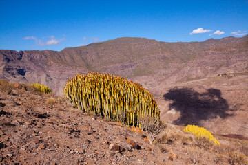 Cardon, Euphorbia canariensis en la isla de Gran Canaria, España
