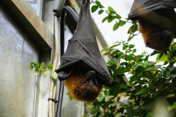 Rodrigues flying fox