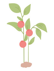 Red tomatoes on bush in flat design. Natural fresh harvest at garden. Vector illustration isolated.