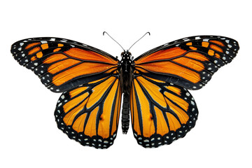 Fototapeta premium butterfly isolated on white transparent background